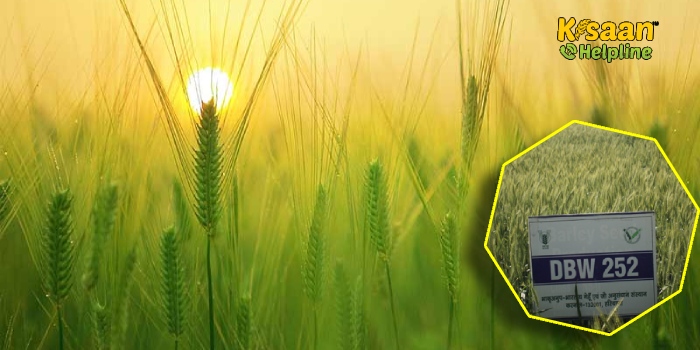 गेहूं की यह किस्म 127 दिनों में पककर तैयार हो जाती है और देगी एक बार सिंचाई करने पर प्रति हेक्टेयर 55 क्विंटल तक पैदावार